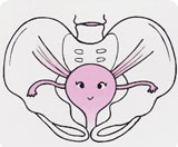 子宮と骨盤